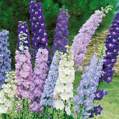 How to Design a Jaw-Dropping Display with Magic Fountains Mix Delphiniums